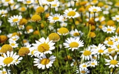 فوائد البابونج.. سر الطبيعة في زهرة صغيرة