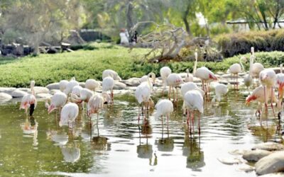 العرين.. ملاذ الحياة البرية والمحافظة على التنوع البيئي