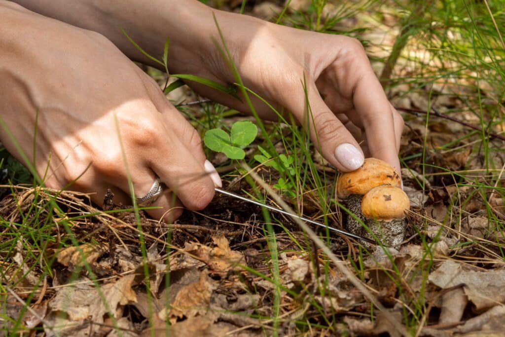 زراعة الفطر