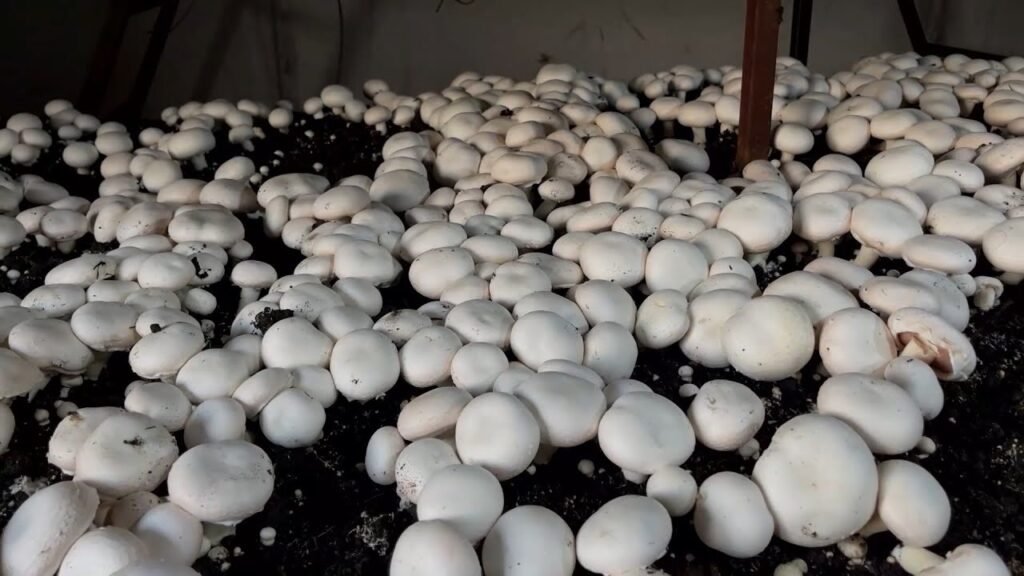 زراعة الفطر