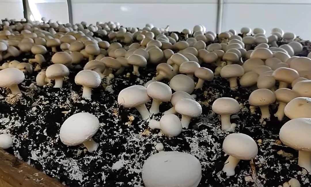 زراعة الفطر .. دليل شامل من المنزل إلى المشروع التجاري