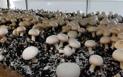 زراعة الفطر .. دليل شامل من المنزل إلى المشروع التجاري